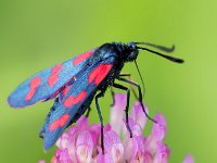 maudoc.com • Zygaenidae •  IMG_9389.jpg   Zygaena filipendulae : Zygaena