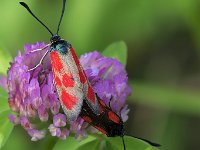 maudoc.com • Zygaenidae •  IMG_9404.jpg   Zygaena loti : Zygaena