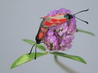 maudoc.com • Zygaenidae •  IMG_9407.jpg   Zygaena loti : Zygaena