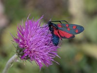 maudoc.com • Zygaenidae •  IMG_9463.jpg   Zygaena transalpina : Falena, Zygaena