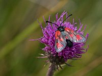 maudoc.com • Zygaenidae •  IMG_9504.jpg   Zygaena loti : Falena, Zygaena