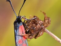 maudoc.com • Zygaenidae •  IMG_9535.jpg   Zygaena loti? : Falena, Zygaena