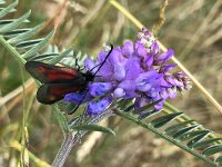 maudoc.com • Zygaenidae •  LBNK6098.jpg   Zygaena romeo