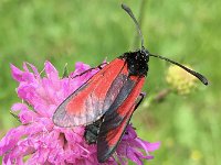 maudoc.com • Zygaenidae •  Zygaena_erythrus.jpg   Zygaena erythra