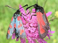 maudoc.com • Zygaenidae •  Zygaena_erythrus02.jpg   Zygaena erythra & Zygaena filipendulae