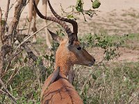 maudoc.com • Impala - Aepyceros melampus •  IMG_0700.jpg : Impala