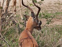 maudoc.com • Impala - Aepyceros melampus •  IMG_0701.jpg : Impala