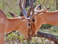 Impala - Aepyceros melampus