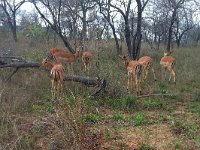 maudoc.com • Impala - Aepyceros melampus •  IMG_3008.jpg : Impala