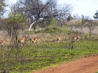 maudoc.com • Impala - Aepyceros melampus •  IMG_7626.jpg : Impala