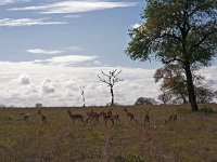 maudoc.com • Impala - Aepyceros melampus •  IMG_7631.jpg : Impala