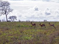 maudoc.com • Impala - Aepyceros melampus •  IMG_7633.jpg : Impala