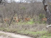 maudoc.com • Impala - Aepyceros melampus •  IMG_7664.jpg : Impala