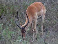 maudoc.com • Impala - Aepyceros melampus •  IMG_9521.jpg : Impala