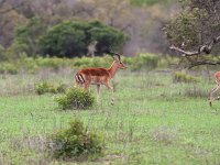 maudoc.com • Impala - Aepyceros melampus •  IMG_9580.jpg : Impala