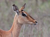 maudoc.com • Impala - Aepyceros melampus •  IMG_9758.jpg : Impala