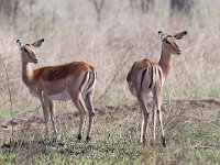 maudoc.com • Impala - Aepyceros melampus •  IMG_9944.jpg : Impala