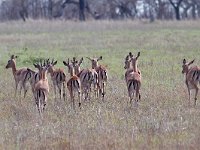 maudoc.com • Impala - Aepyceros melampus •  IMG_9946.jpg : Impala