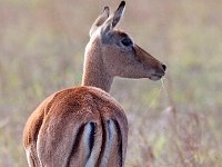 maudoc.com • Impala - Aepyceros melampus •  IMG_9948.jpg : Impala