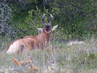 maudoc.com • Red Hartebeest - Alcefalo caama - Alcelaphus buselaphus caama •  redhartebeest.jpg   West Coast NP, South Africa : Alcelafo caama - Red Hartebeest