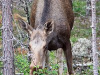 maudoc.com • Moose - Alce - Alces alces •  IMG_5147.jpg : Alce