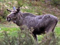 maudoc.com • Moose - Alce - Alces alces •  IMG_9581.jpg : Alce