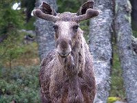 maudoc.com • Moose - Alce - Alces alces •  IMG_9596.jpg : Alce