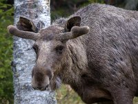 maudoc.com • Moose - Alce - Alces alces •  IMG_9607.jpg : Alce