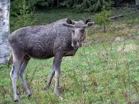 maudoc.com • Moose - Alce - Alces alces •  IMG_9616.jpg : Alce