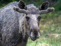 maudoc.com • Moose - Alce - Alces alces •  IMG_9627.jpg : Alce