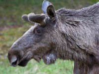 maudoc.com • Moose - Alce - Alces alces •  IMG_9629.jpg : Alce