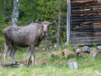 maudoc.com • Moose - Alce - Alces alces •  IMG_9631.jpg : Alce