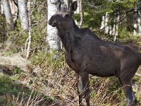 maudoc.com • Moose - Alce - Alces alces •  IMG_9672.jpg : Alce