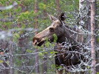 maudoc.com • Moose - Alce - Alces alces •  alce02.jpg : Alce