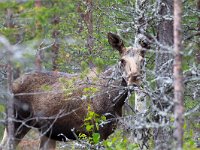 maudoc.com • Moose - Alce - Alces alces •  alce03.jpg : Alce