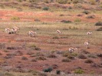 maudoc.com • Springbok - Antidorcas marsupialis •  IMG_1468.jpg : Springbok