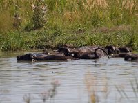 maudoc.com • Water Buffalo - Bufalo d'acqua - Bubalis bubalis •  IMG_0511.jpg   Hortobagy : Bufalo