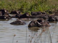 maudoc.com • Water Buffalo - Bufalo d'acqua - Bubalis bubalis •  IMG_0518.jpg   Hortobagy : Bufalo