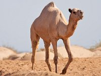 maudoc.com • Dromedary - Dromedario - Camelus dromedarius •  IMG_1448.jpg : Dromedario