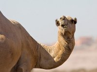 maudoc.com • Dromedary - Dromedario - Camelus dromedarius •  IMG_1452.jpg : Dromedario