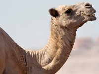 maudoc.com • Dromedary - Dromedario - Camelus dromedarius •  IMG_1453.jpg : Dromedario