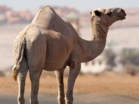 maudoc.com • Dromedary - Dromedario - Camelus dromedarius •  IMG_1454.jpg : Dromedario