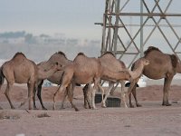 maudoc.com • Dromedary - Dromedario - Camelus dromedarius •  IMG_1550.jpg : Dromedario