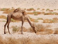 maudoc.com • Dromedary - Dromedario - Camelus dromedarius •  IMG_1555.jpg : Dromedario