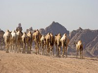 maudoc.com • Dromedary - Dromedario - Camelus dromedarius •  IMG_1717.jpg : Dromedario