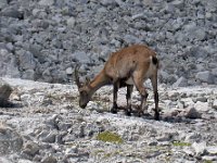 maudoc.com • Alpine Ibex - Stambecco delle Alpi - Capra ibex •  DSCN3008.jpg : Stambecco