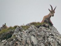 maudoc.com • Alpine Ibex - Stambecco delle Alpi - Capra ibex •  DSCN6752.jpg : Stambecco