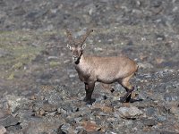 maudoc.com • Alpine Ibex - Stambecco delle Alpi - Capra ibex •  IMG_5309.jpg : Stambecco