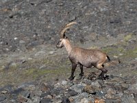 maudoc.com • Alpine Ibex - Stambecco delle Alpi - Capra ibex •  IMG_5310.jpg : Stambecco