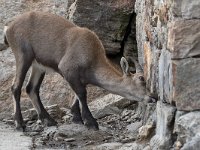maudoc.com • Alpine Ibex - Stambecco delle Alpi - Capra ibex •  IMG_6286.jpg : Stambecco